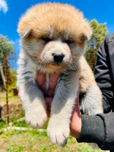 Cuccioli akita Inu 