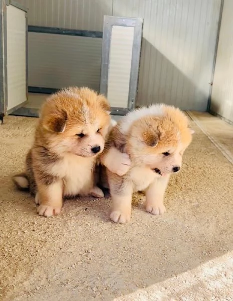 Cuccioli akita Inu  | Foto 1