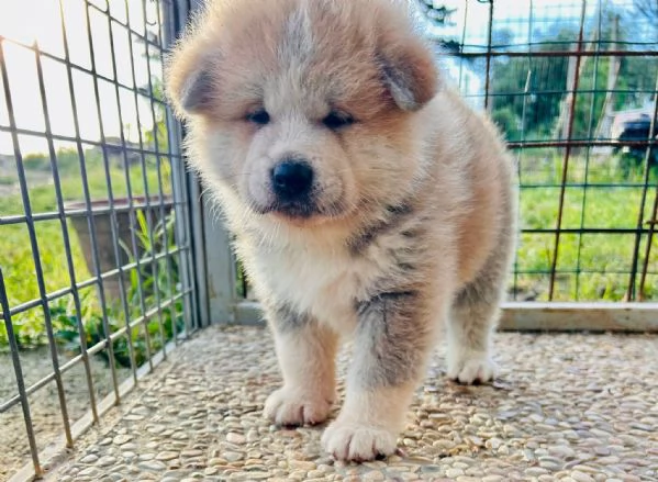 Cuccioli akita Inu  | Foto 0