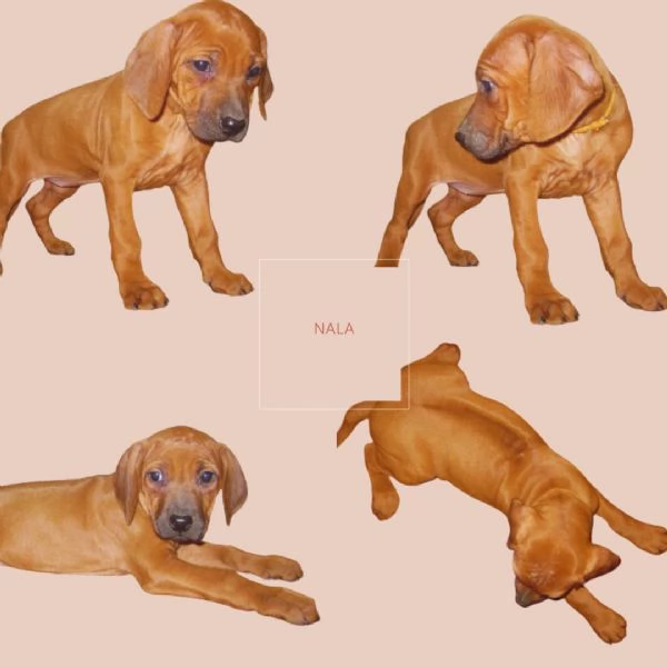 Splendidi cuccioli di Rhodesian Ridgeback 