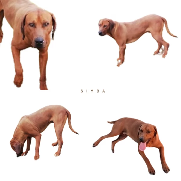 Splendidi cuccioli di Rhodesian Ridgeback  | Foto 5