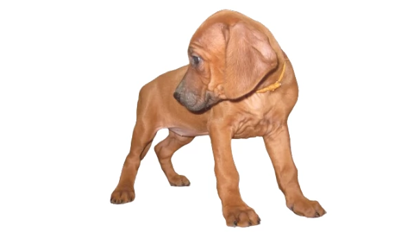 Splendidi cuccioli di Rhodesian Ridgeback  | Foto 4