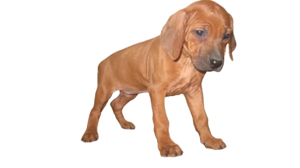 Splendidi cuccioli di Rhodesian Ridgeback  | Foto 3