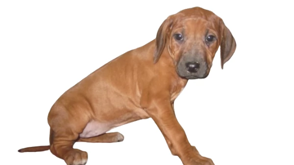 Splendidi cuccioli di Rhodesian Ridgeback  | Foto 1