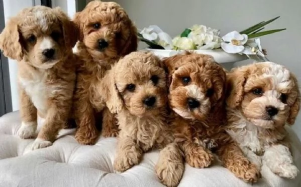 Bellissimi cuccioli di Maltipoo | Foto 1