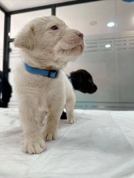 Regala cuccioli di Labrador | Foto 1