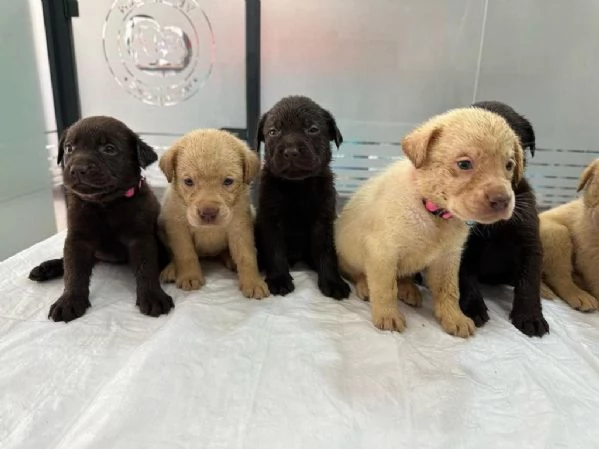 Regala cuccioli di Labrador