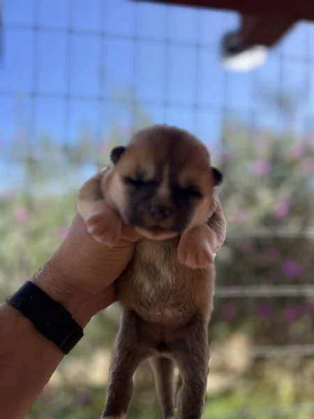 Cuccioli Akita inu  | Foto 6