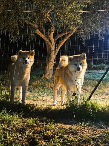 Cuccioli Akita inu  | Foto 4