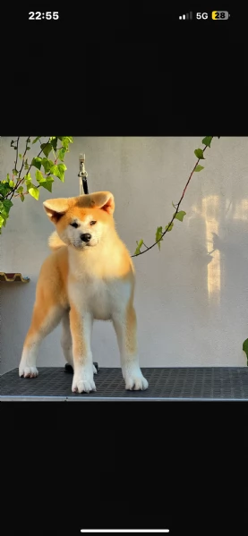 Cuccioli Akita inu  | Foto 3