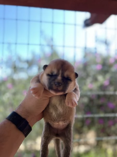 Cuccioli Akita inu  | Foto 1