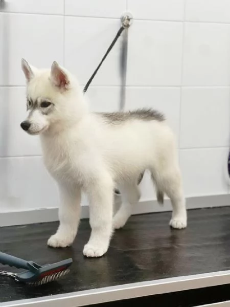 Cucciolo di siberian husky  | Foto 3