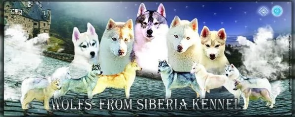 Cucciolo di siberian husky  | Foto 1