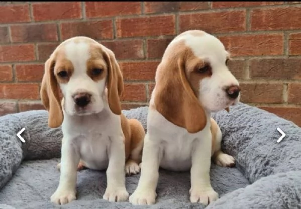 Regalo cuccioli di Beagle 