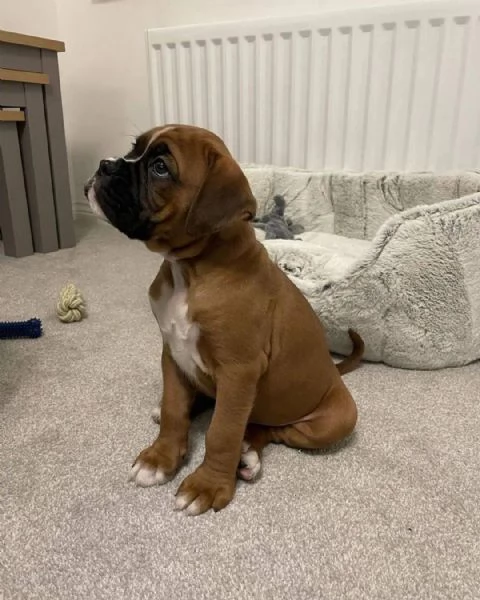 Cuccioli di Boxer di 3 mesi