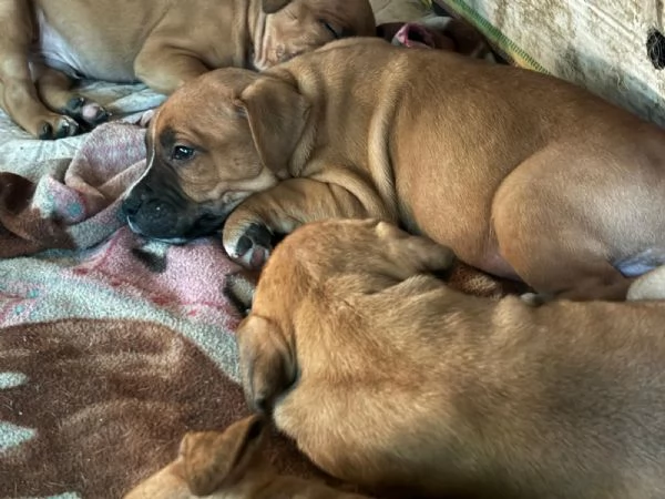 Cuccioli di amstaff | Foto 0