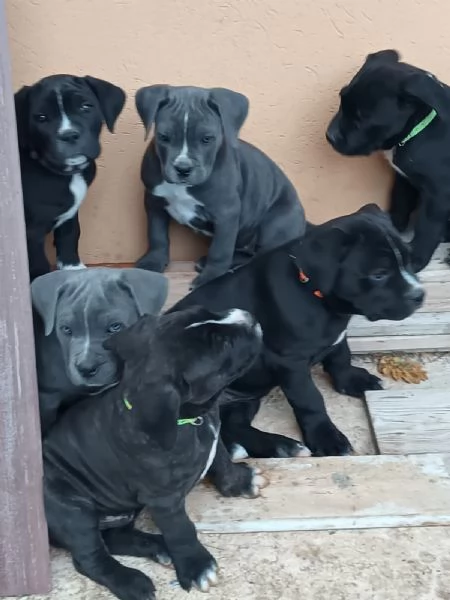 Cuccioli di cane corso  | Foto 0