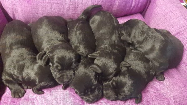 Cuccioli di Schnauzer medio nero