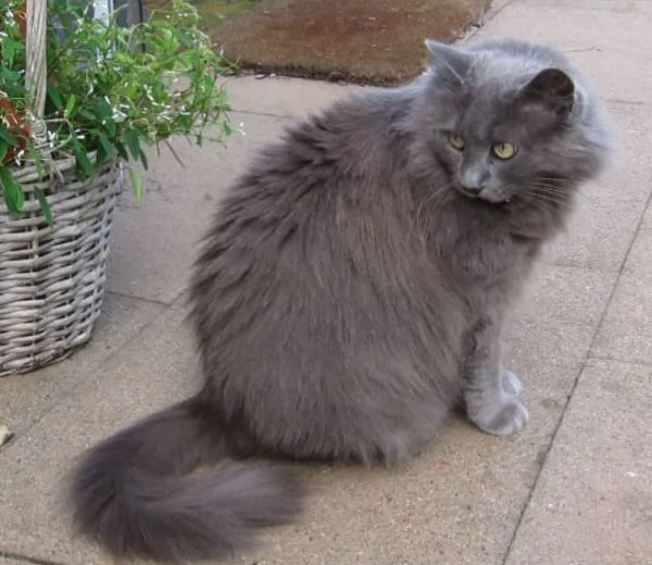  REGALO Gatto dolce e bella nebelung Stiamo dando questi nostri cuccioli sani maschi e femmine in un