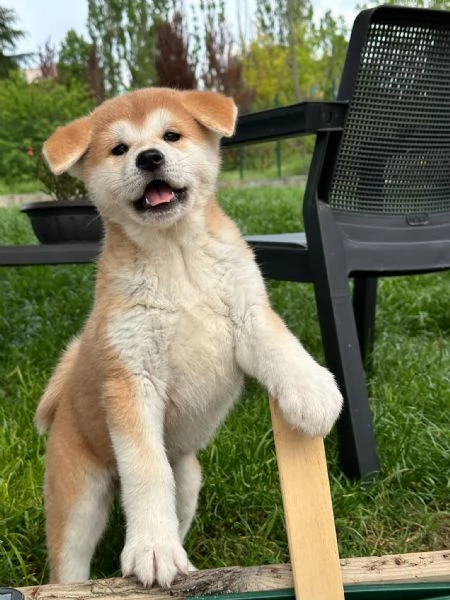 Cuccioli di Akita Inu  | Foto 4