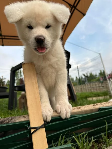 Cuccioli di Akita Inu  | Foto 3