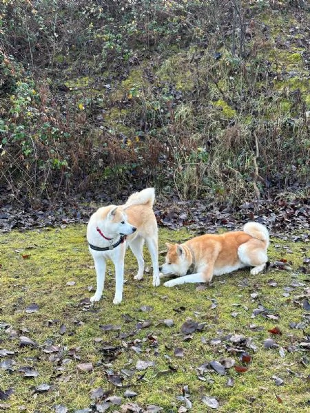 Cuccioli di Akita Inu  | Foto 1