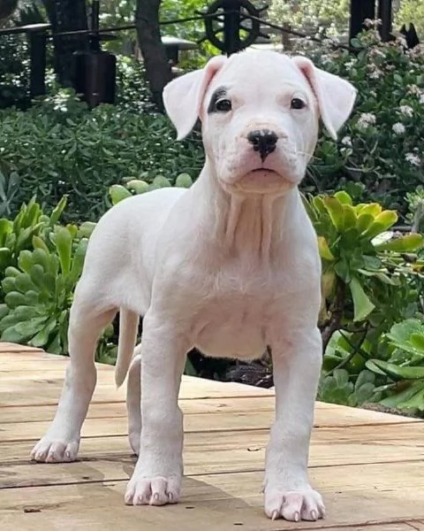 Cuccioli DOGO ARGENTINO