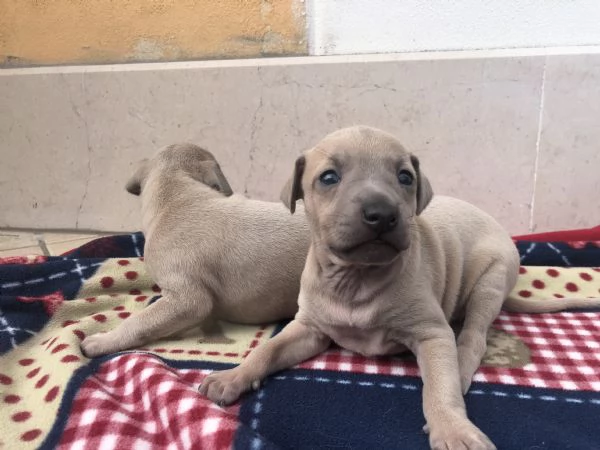 Cuccioli di piccolo levriero italiano 