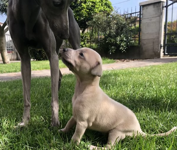 Cuccioli di piccolo levriero italiano  | Foto 0