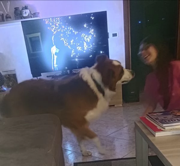 Regalo cane taglia media dolcissimo bellissimo e giocherellone | Foto 1