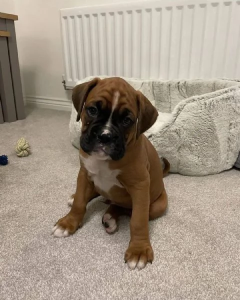 Cuccioli di Boxer di 3 mesi