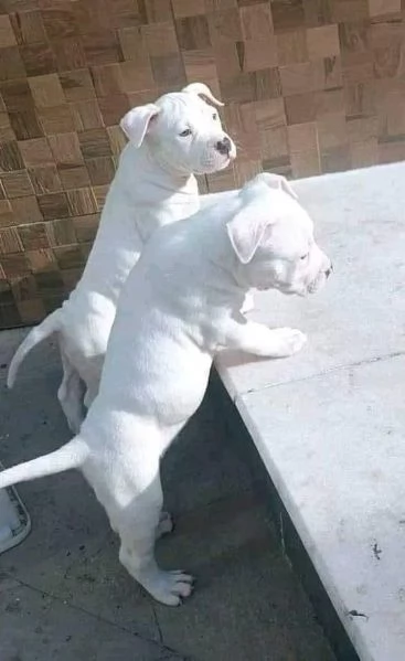 Disponibili cuccioli di dogo Argentino