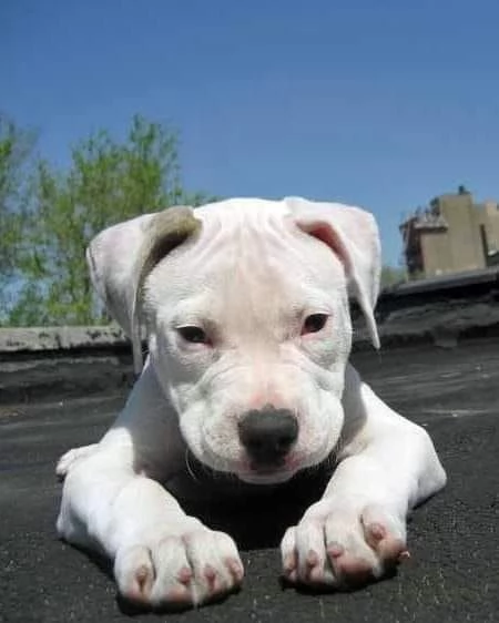 Disponibili cuccioli di dogo Argentino | Foto 0