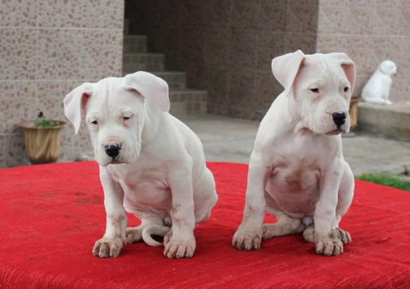 Cuccioli di Dogo Argentino