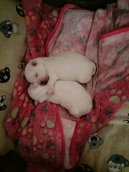 vendo cuccioli di maltese | Foto 2