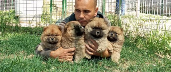 Chow Chow piccolo allevamento italiano 