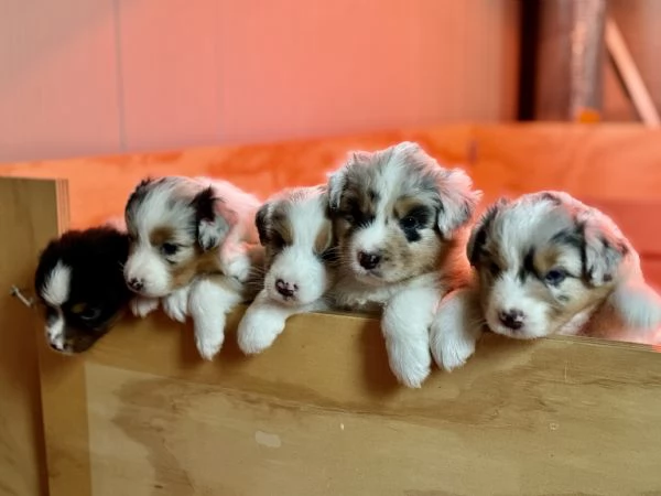 Vendo Australian Shepherd 