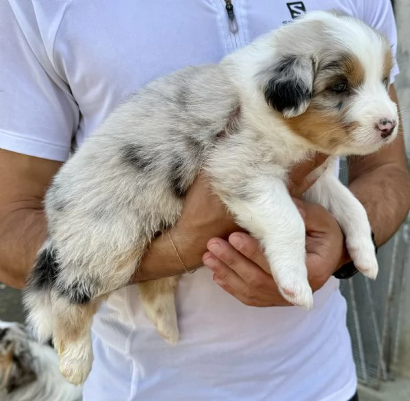 Vendo Australian Shepherd  | Foto 6