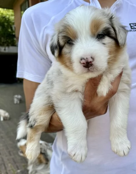 Vendo Australian Shepherd  | Foto 3