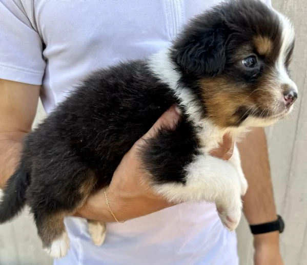 Vendo Australian Shepherd  | Foto 2