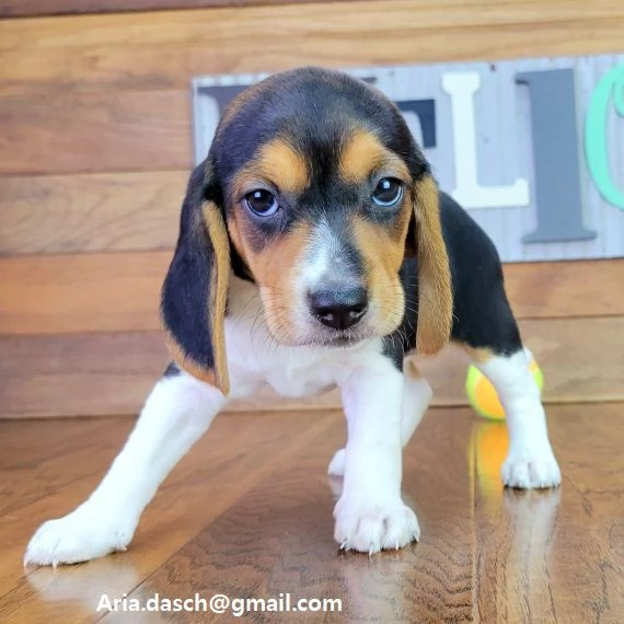 Beagle cuccioli Beagle viene con sverminazione vaccino libretto sanitario microchip  Contattatemi d