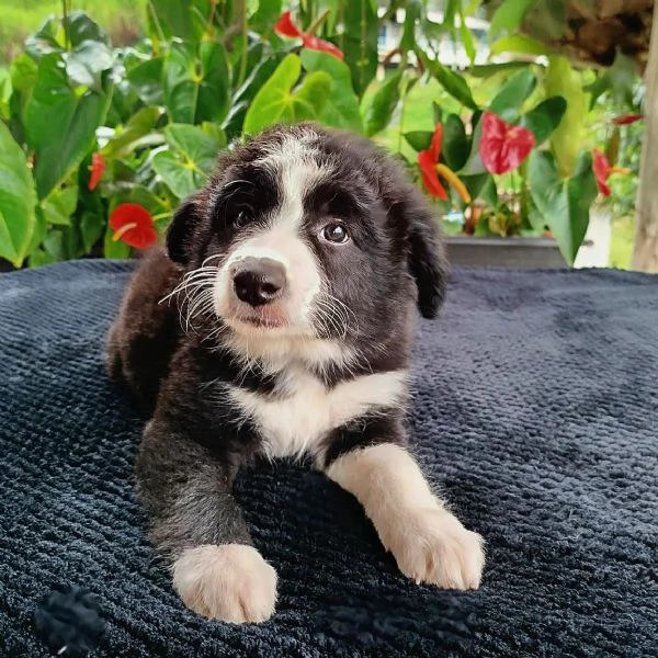 Regalo cuccioli di Border Collie