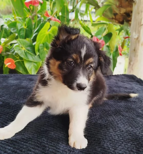 Regalo cuccioli di Border Collie | Foto 2
