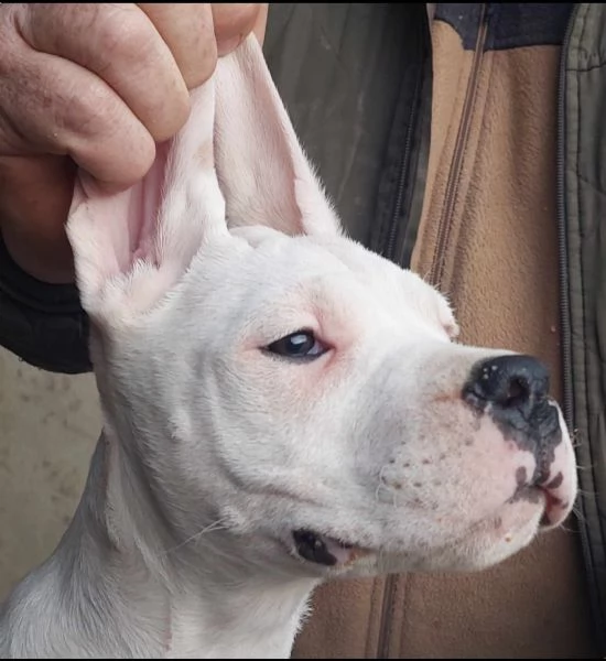 Dogo Argentino cuccioli