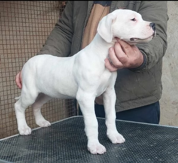 Dogo Argentino cuccioli | Foto 0
