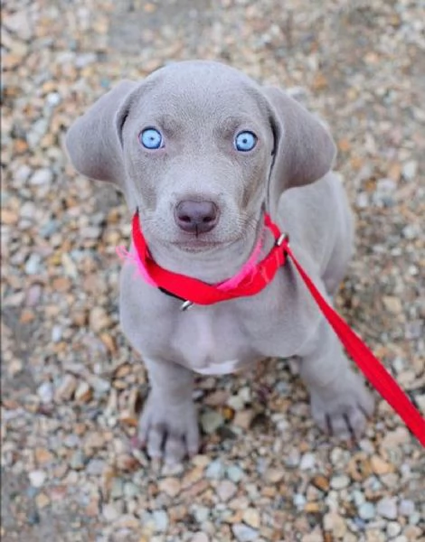 Regalo Cuccioli di Weimaraner Abbiamo disponibili cuccioli di Weimaraner maschi e femmine I cucciol