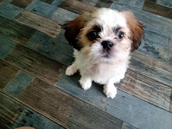 Shih Tzu 3 mesi maschio