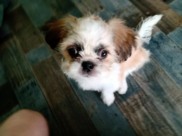 Shih Tzu 3 mesi maschio | Foto 1