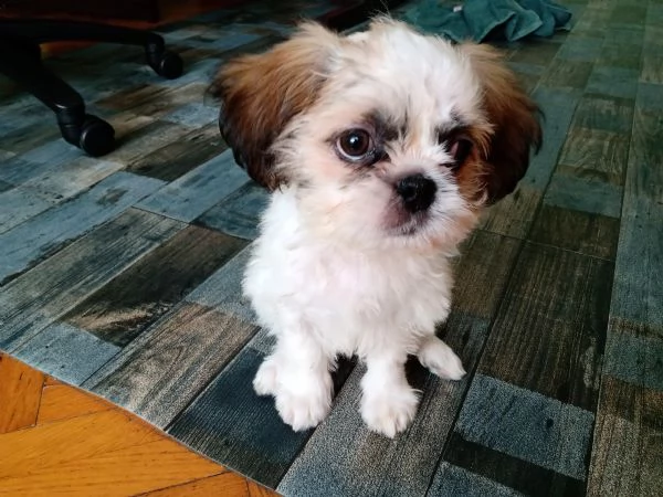 Shih Tzu 3 mesi maschio | Foto 0