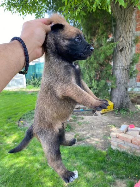 Pastore belga cuccioli in vendita | Foto 6